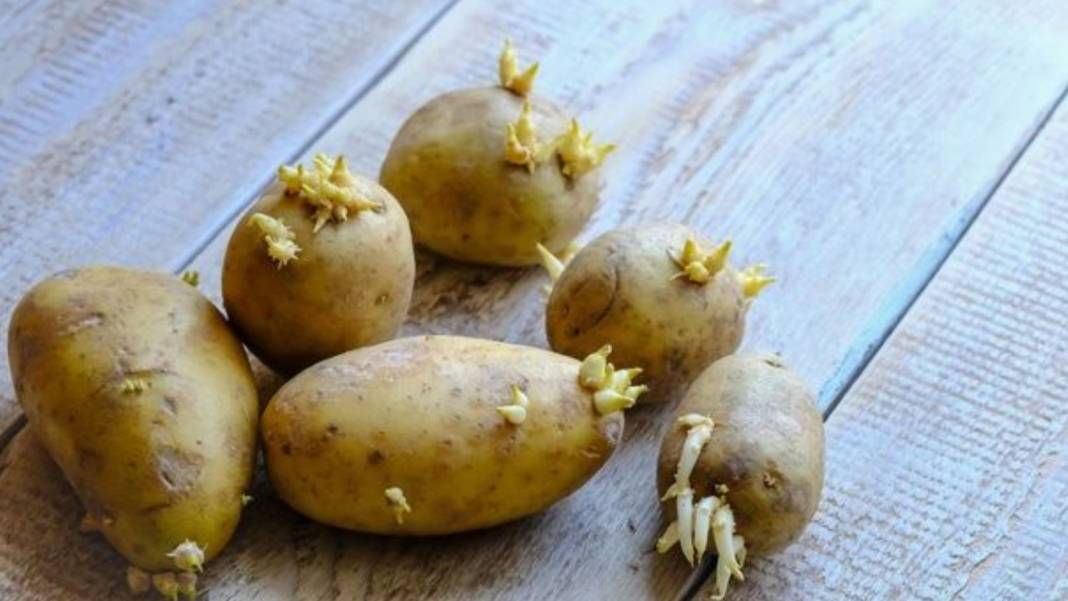 Patatesi bu yöntemle saklayın filizlenme sorununa son verin 15
